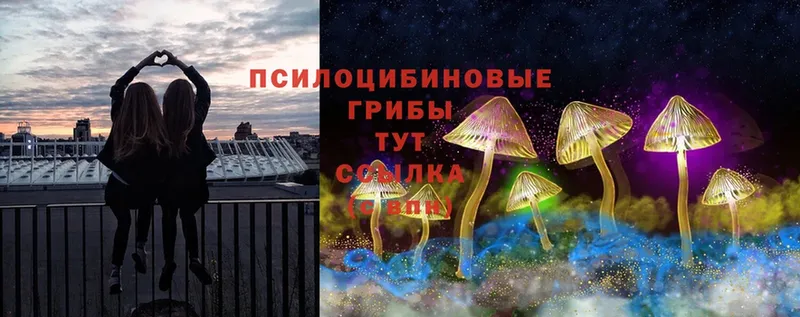 сколько стоит  Оса  Галлюциногенные грибы Cubensis 